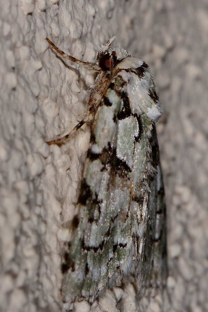 Griposia aprilina? No, Nyctobrya (Bryopsis) muralis